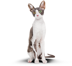 Котик после Cat Energy